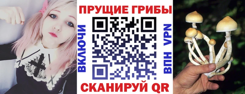 kraken tor  Сураж  Псилоцибиновые грибы MAGIC MUSHROOMS 